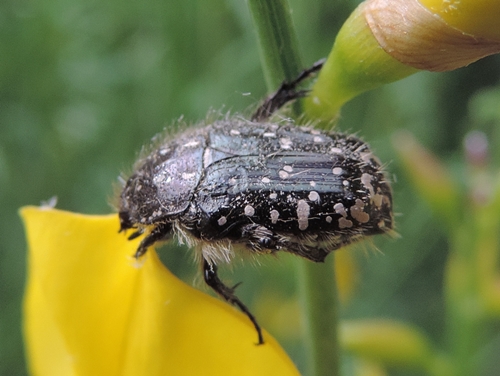Nero a punti bianchi:   Oxythyrea funesta (Cetoniidae)